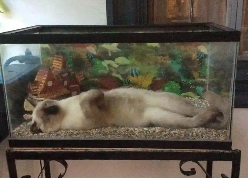 这就是当鱼儿的感觉吗！