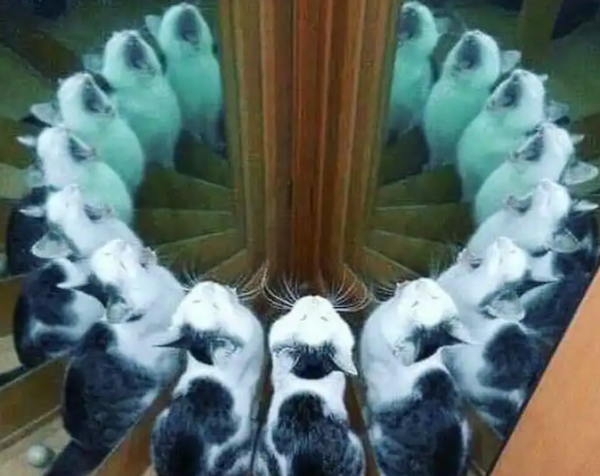 集体尖叫开始一天