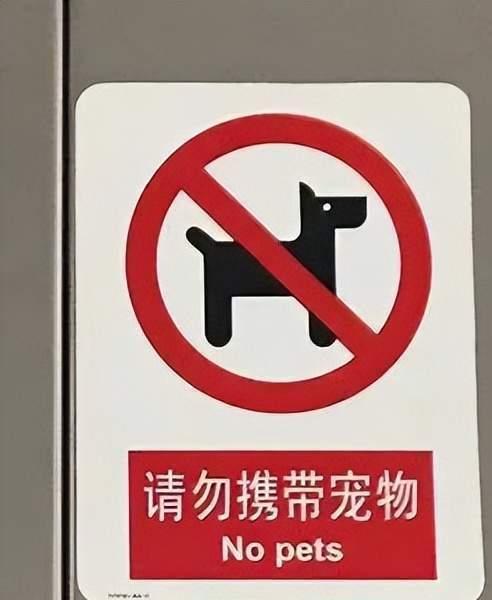 广州地铁再现奇闻,大爷与鹦鹉“空中追逐”引围观!