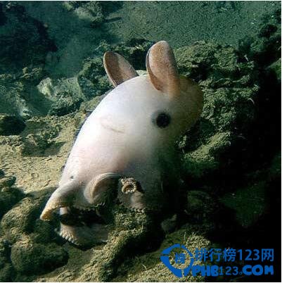 世界上最深的海沟马里亚纳海沟11,033米深