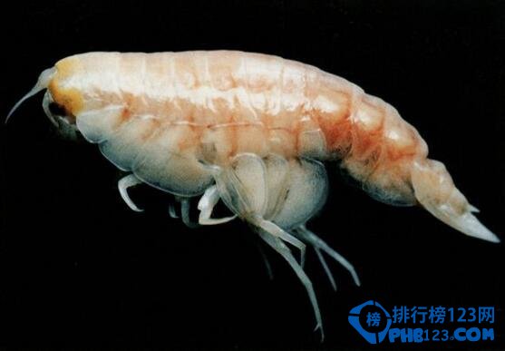 世界上最深的海沟马里亚纳海沟11,033米深