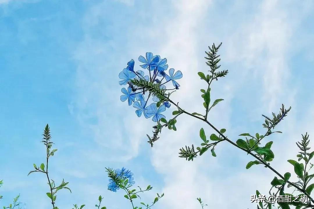 乡村奇闻:扯淡