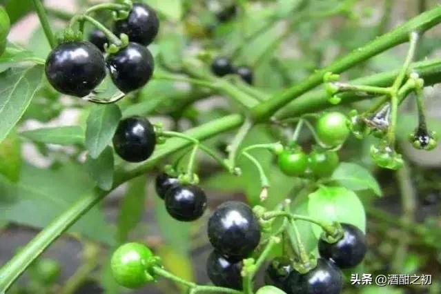 乡村奇闻:扯淡