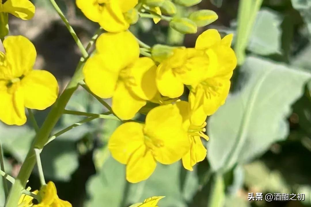 乡村奇闻:扯淡